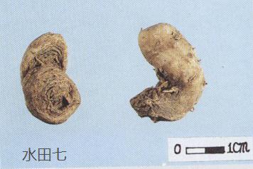 教你怎么辨别真假三七粉,真假三七粉教你三招