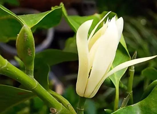 史上最全的花卉介绍，认识超过30种以上绝对是大神