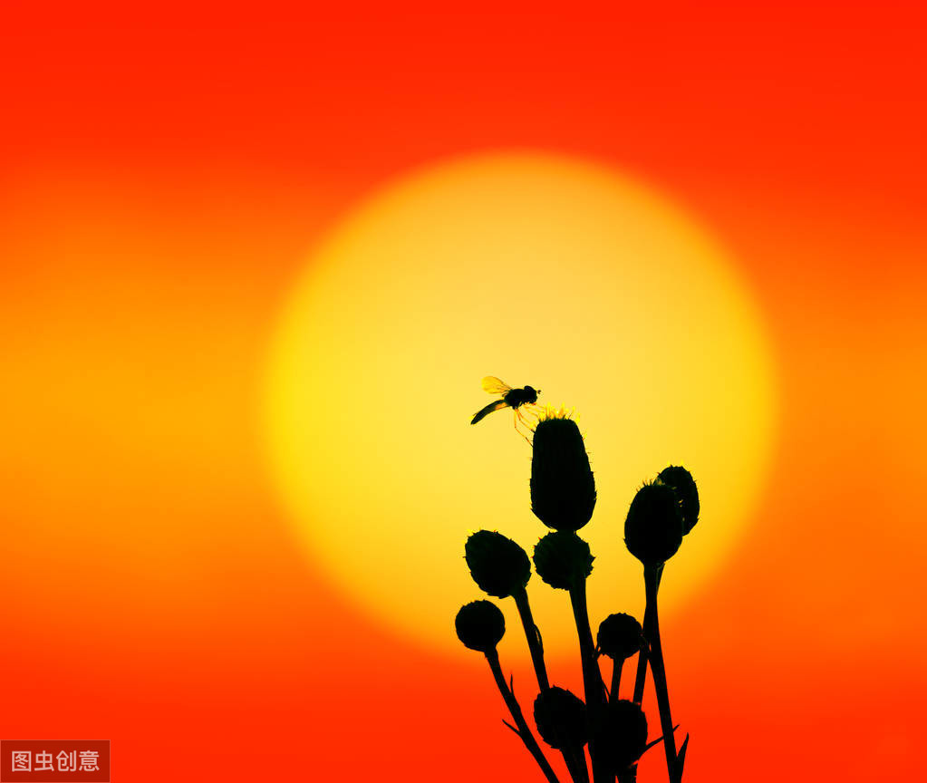 长得像蜜蜂确是苍蝇的亲戚，行为又是益虫的一种生物——食蚜蝇