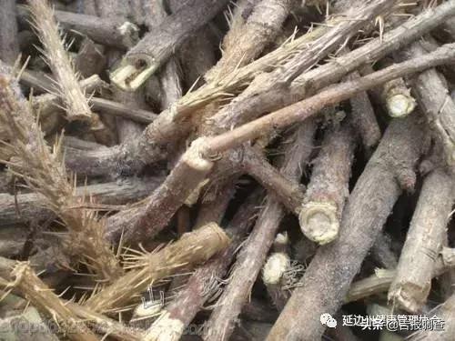 野生刺五加叶子,刺五加的种类图片和药用价值