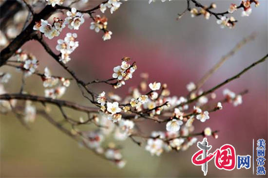 美丽常熟宣传片评论,常熟尚湖美丽风景