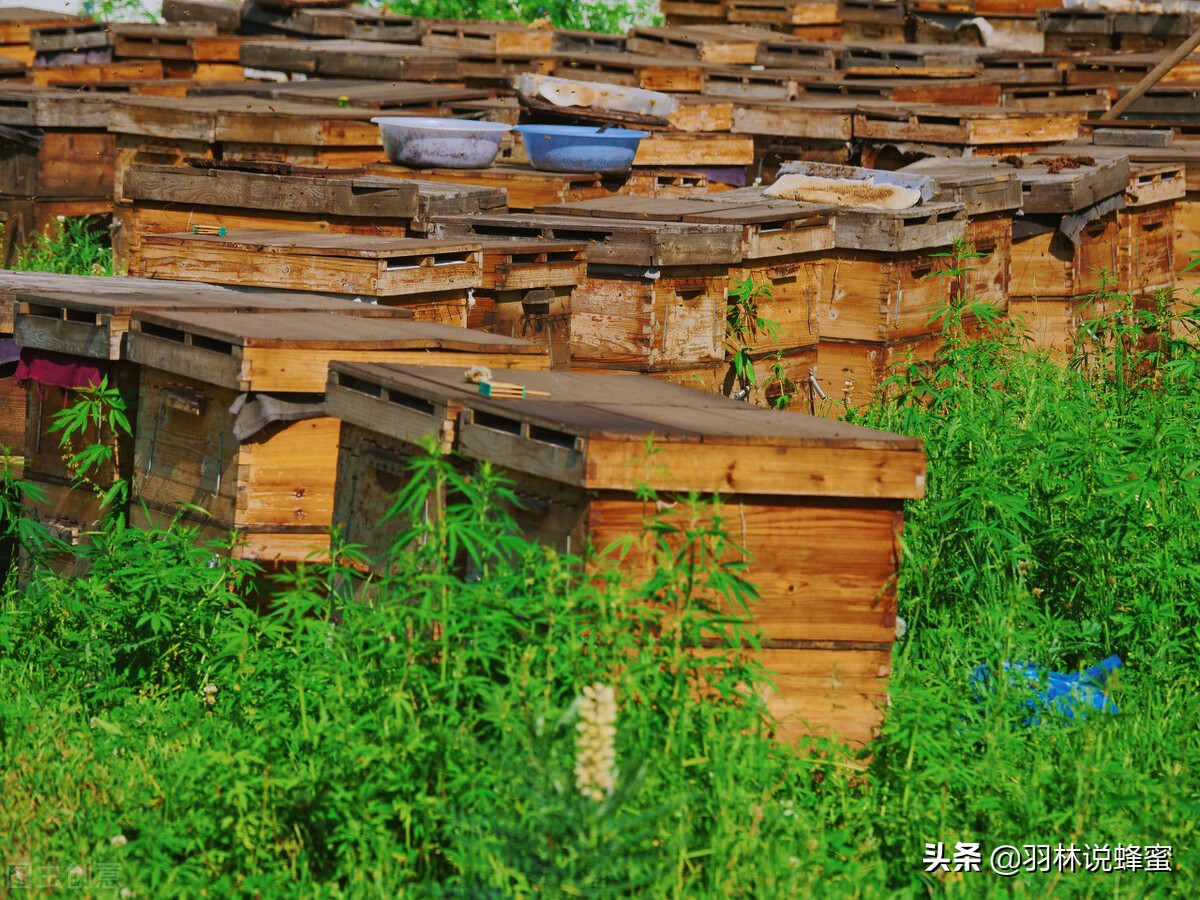 蜜蜂养殖技术分享蜜蜂管理,蜜蜂养殖技术方法与管理
