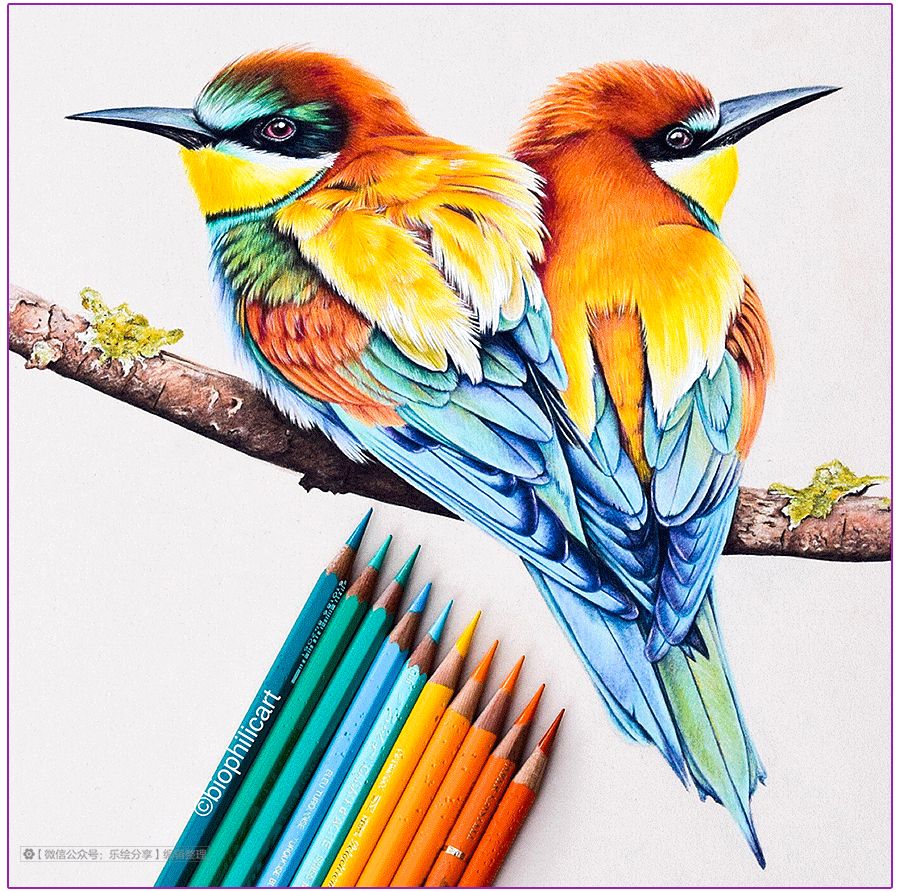 圆形牛皮纸彩铅画花鸟,彩铅画绿藤花鸟图片大全