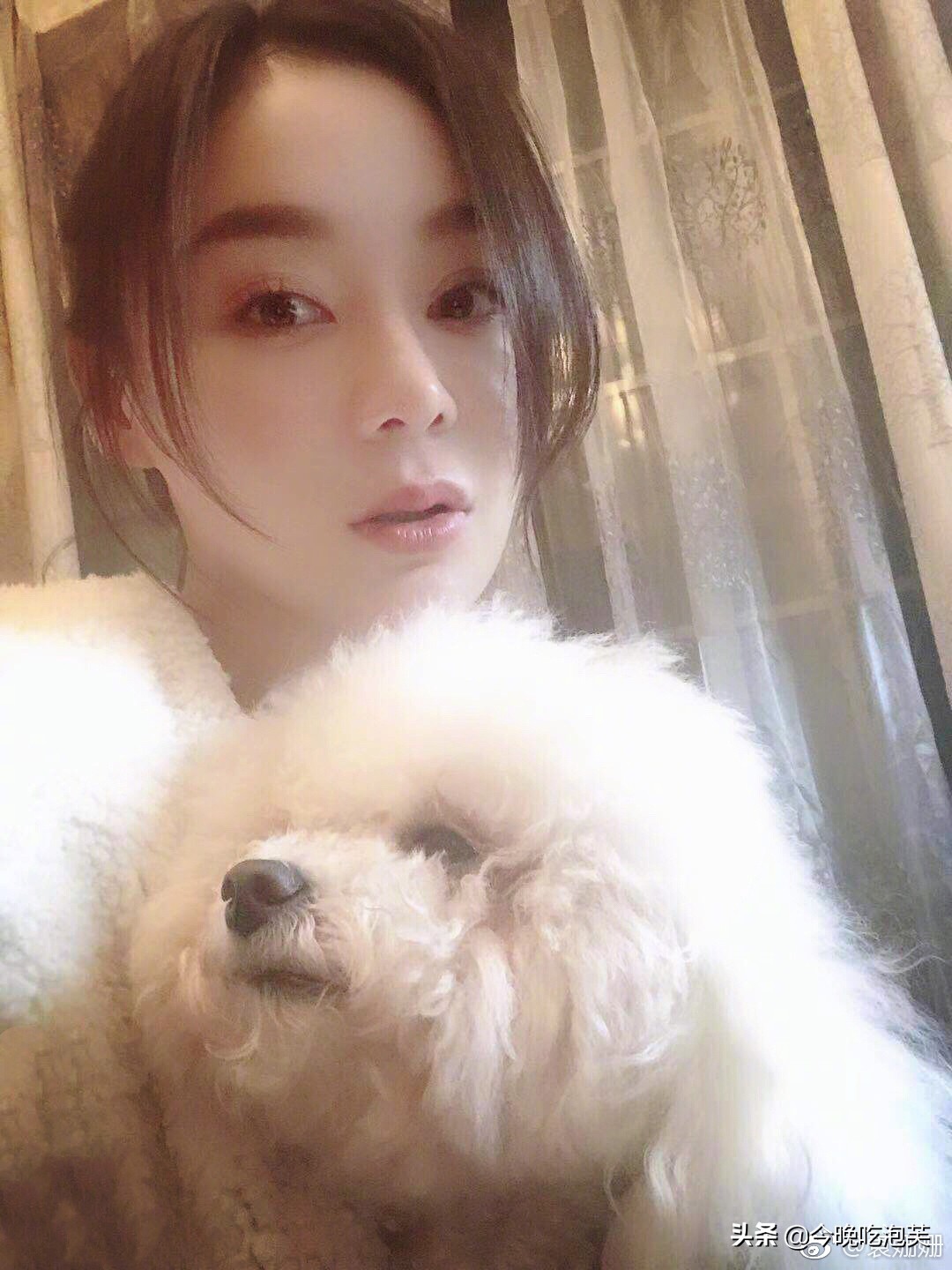 比熊犬为什么不喜欢吃狗粮,比熊犬为什么不吃狗粮