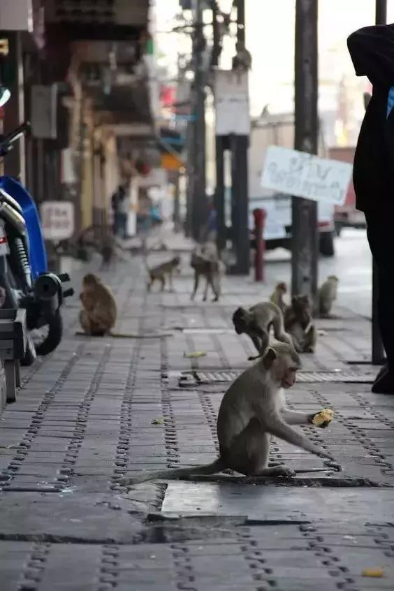 泰国隐秘的角落,泰国清迈古城旅游价格