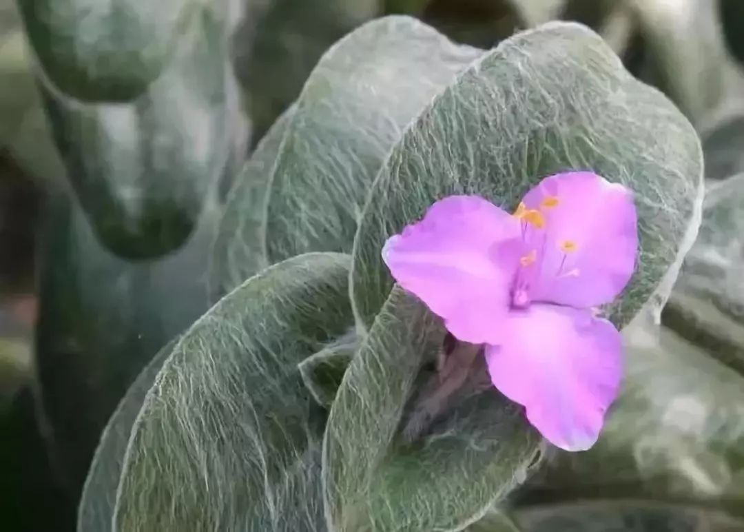 比较好听的植物名字大全,独具一格的植物名字怎么取