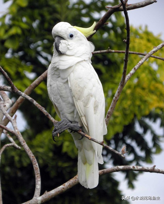 鹦鹉常见的品种,常见的鹦鹉有哪几种品种