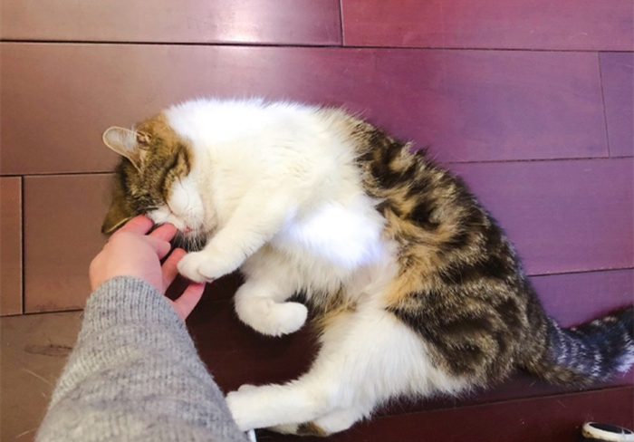 猫咪绝育前禁食禁水多久,猫咪绝育手术前禁水禁食