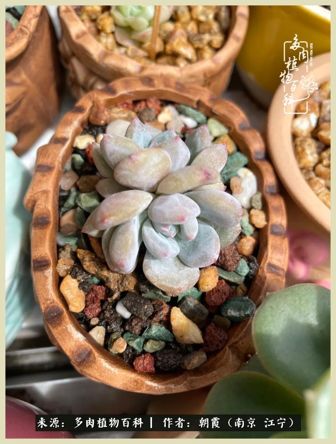 多肉最美的飘枝品种,多肉最美老桩