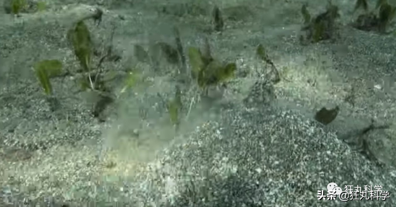 看完章鱼两条腿跑路的样子，我差点信了它是外星人后代