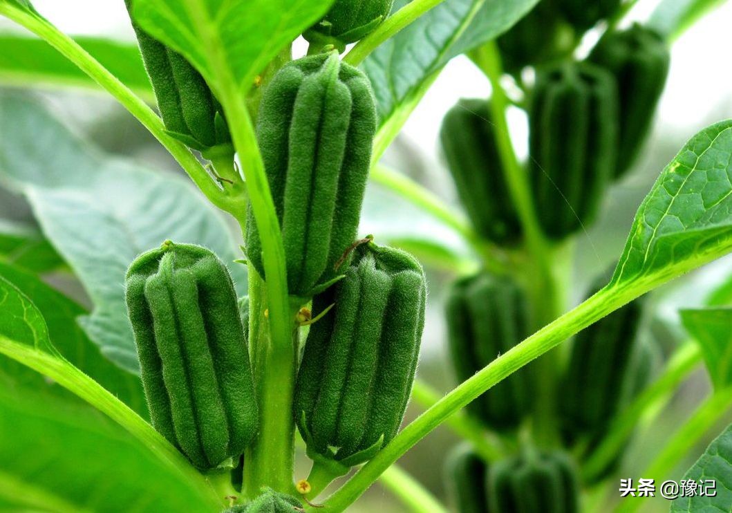 被人小看了怎么办,芝麻有多大一粒