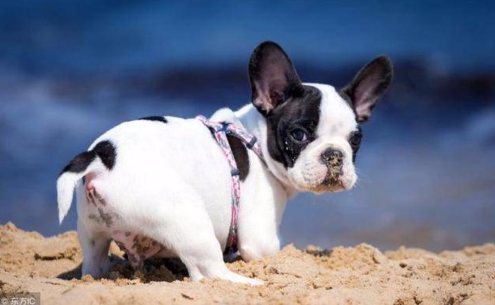 母狗为什么容易双排牙,母狗为啥也会到处流尿