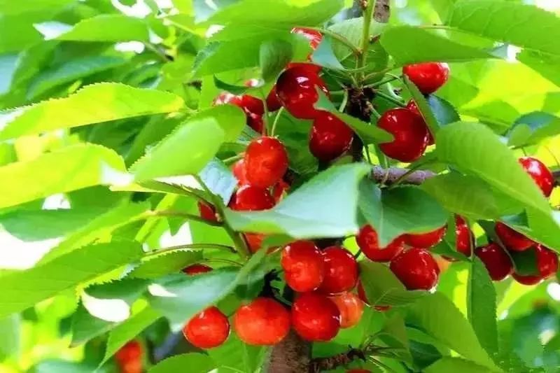 端午节郑州一日游,郑州端午旅游推荐2-3天游