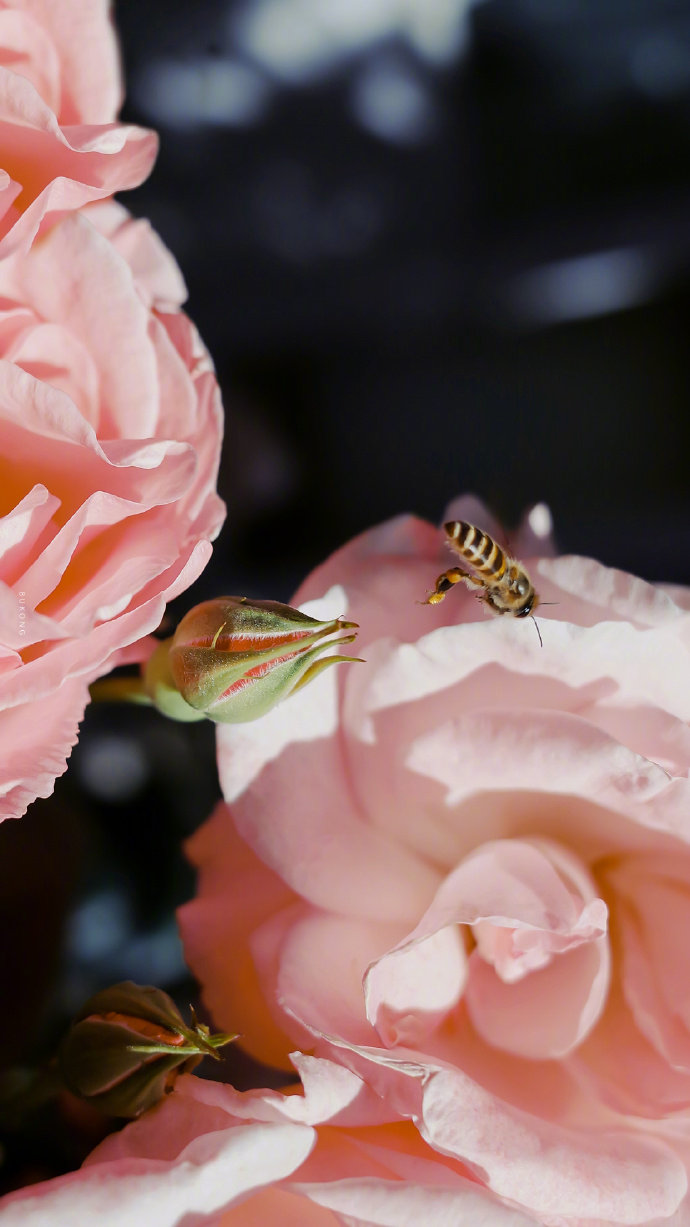 你了解卵巢吗,你了解女人吗怎么回答