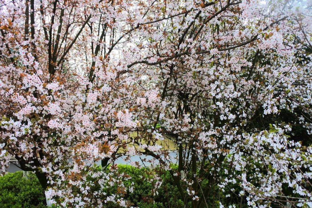 重庆铁山坪森林公园有什么好玩的,重庆赏花一日游最佳去处