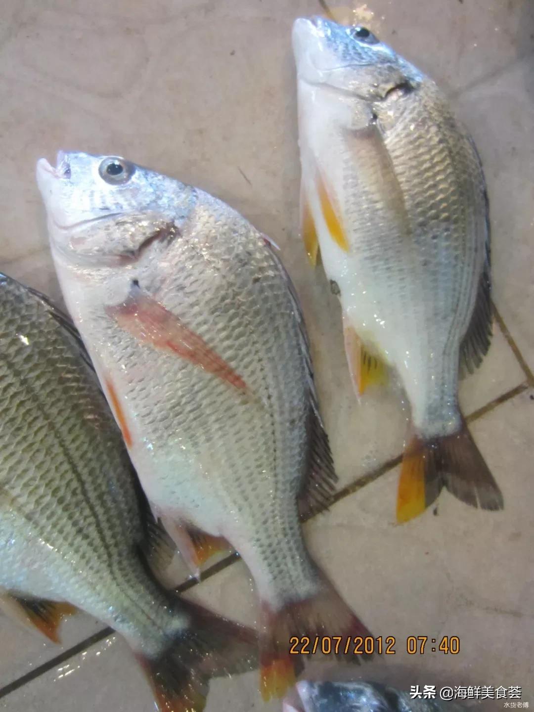 黄翅鱼如何分辨野生和养殖 (怎么看黄翅鱼是不是野生的)