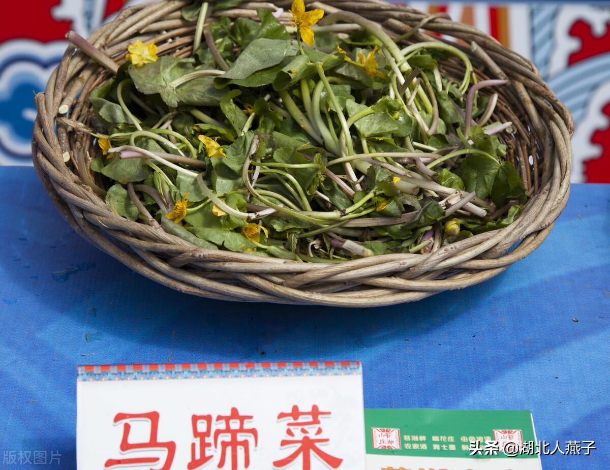 常见野菜的种类和图片大全 (各种野菜大全带图片)