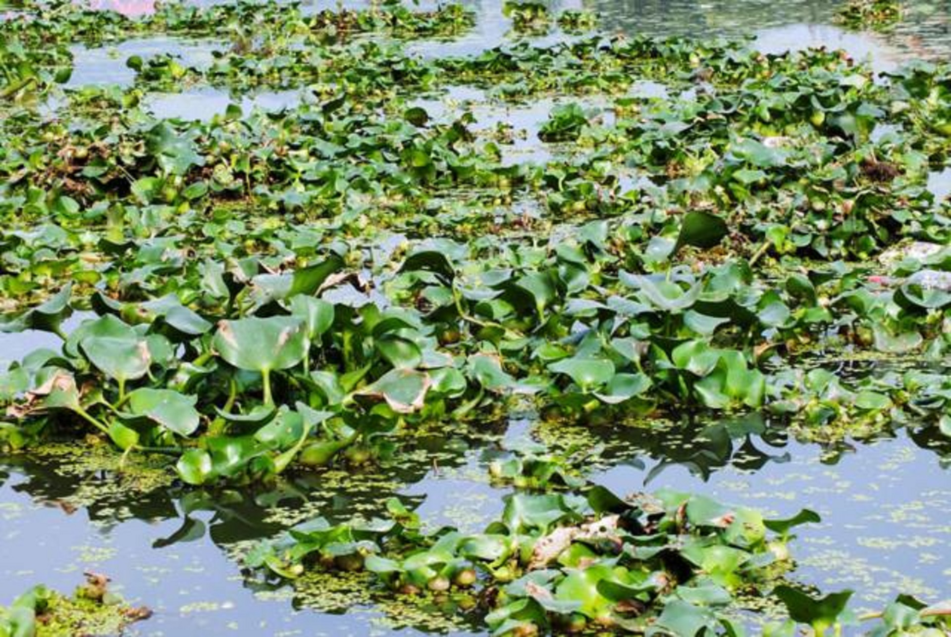 水葫芦在我国泛滥成灾说明了什么,为什么河里的水葫芦很难被根除