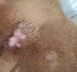 狗狗不同品种颜色分类,狗狗不同的类型有哪些特点