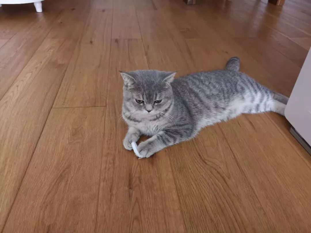 猫咪绝育头套需要戴几天,猫咪绝育后戴项圈不吃饭