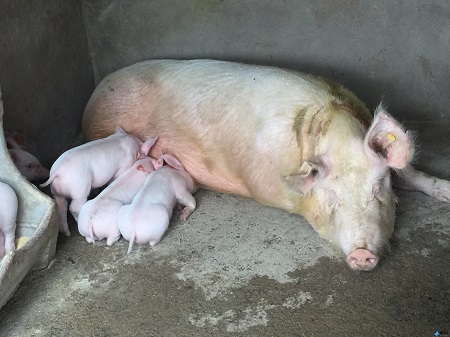 育肥猪猪蹄子烂了怎么办,育肥猪蹄裂怎么办