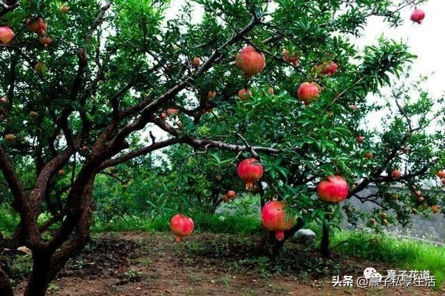 石榴又被人称为什么,石榴好的寓意