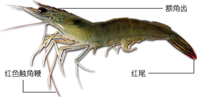 虾说，这是一篇让你不仅会吃，还会认……一文解决“虾”认识