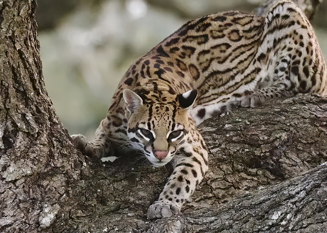 这些“高仿猫”天团，你见过几个？