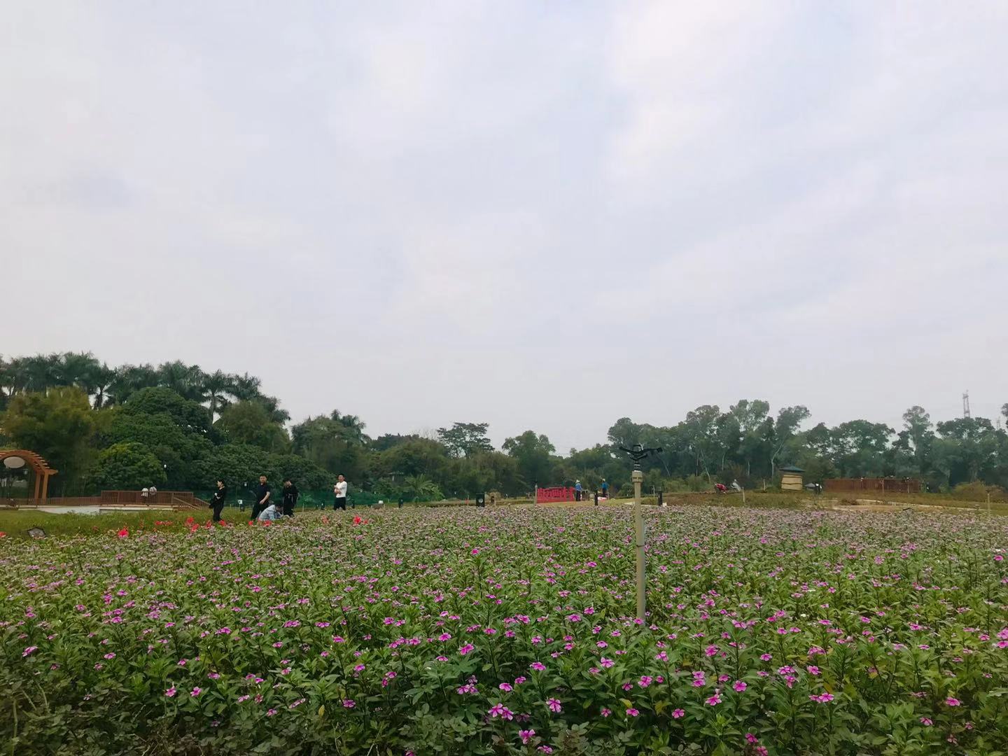 深圳观澜版画村的位置,观澜版画村还是版画基地