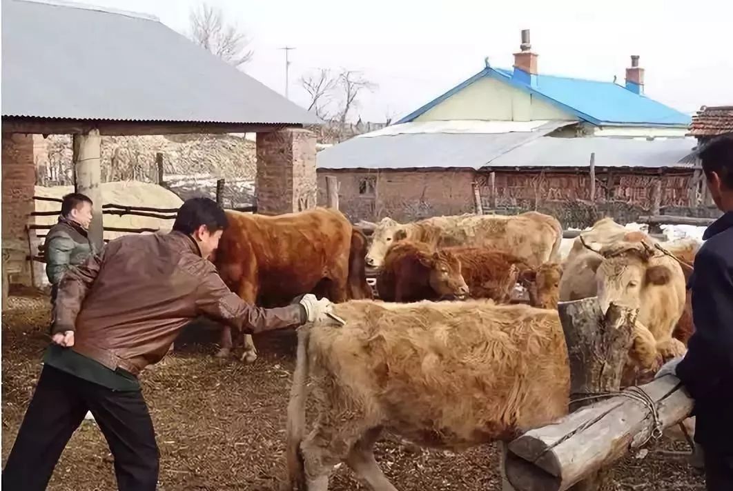 牛打了布病疫苗还能检测出布病吗,牛打了预防针过后怎么发抖呢