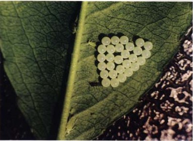 中国稀有动植物名称及分布,中国植物动物介绍