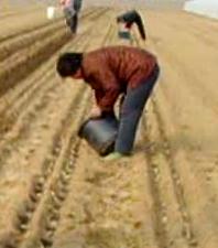 马铃薯主要栽培技术要点,马铃薯地膜覆盖高产栽培技术