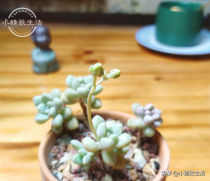 多肉开花会死吗,5种多肉开花不会死反而活得更久