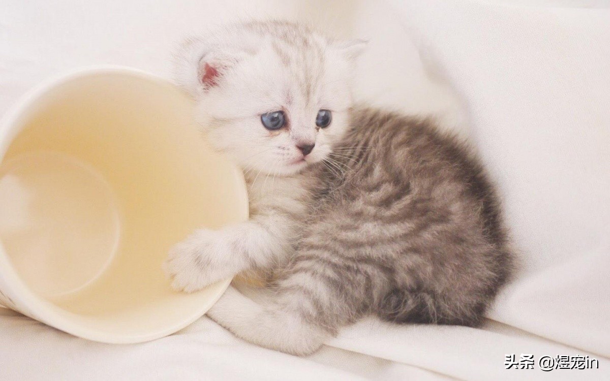 如何处置调皮的小猫咪,怎么让猫咪变得调皮捣蛋