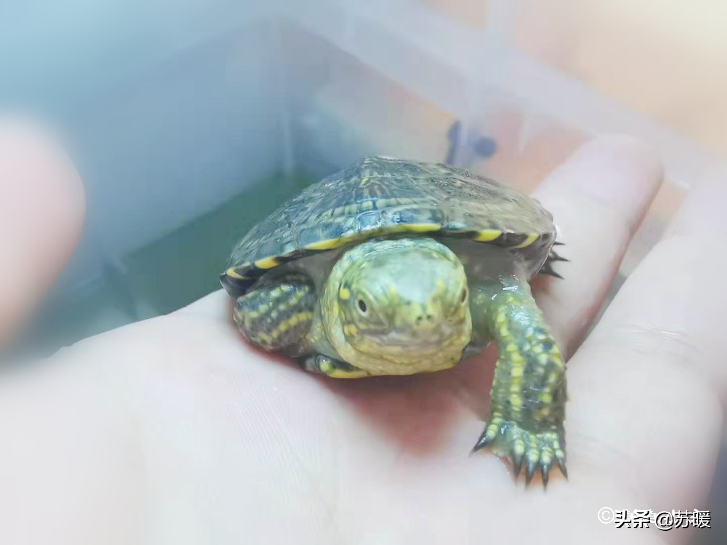 如何看龟龟肺炎好了,龟龟肺炎