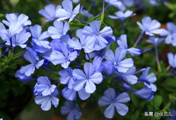 碧桂园阳台花园打造方法,50平打造网红阳台