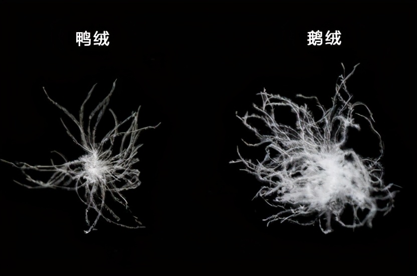 男士羽绒马甲是鹅绒好还是鸭绒好,鸭绒和鹅绒哪个羽绒服更好