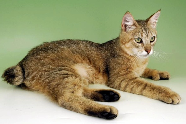 名贵猫咪的品种及图片大全,十大名贵猫咪品种排行榜