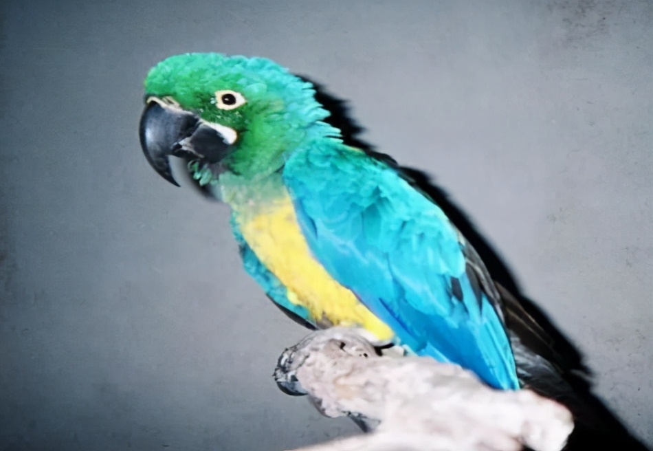 混种金刚鹦鹉就是人工培育的精品，这6种让人看了忘不了