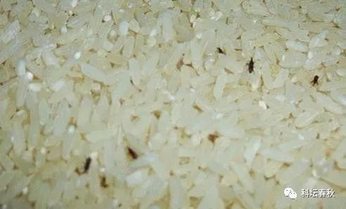 夏季为什么大米易生“米虫”，如何对付这种让人头皮发麻的小虫子