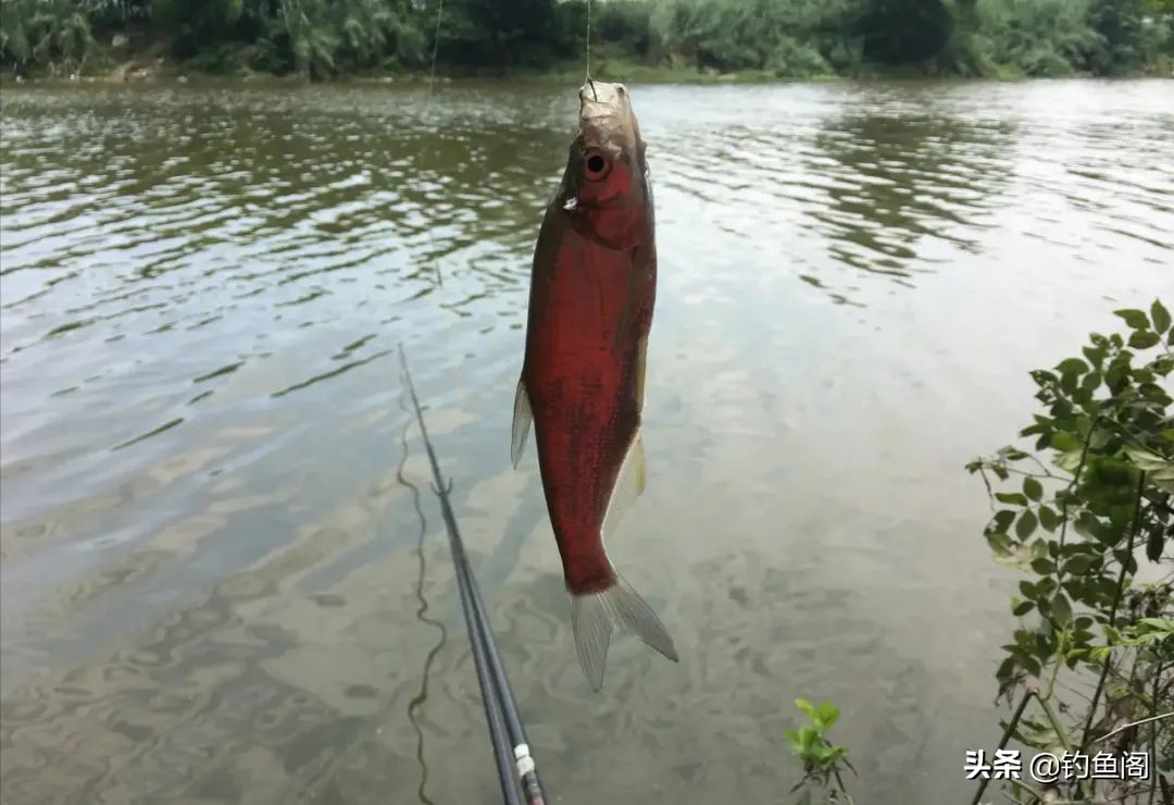 小杂鱼到底能长多大,小杂鱼长得比你想象中的大