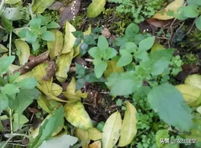 柑橘春季掉叶子怎么补救,柑橘树全掉叶子是什么原因