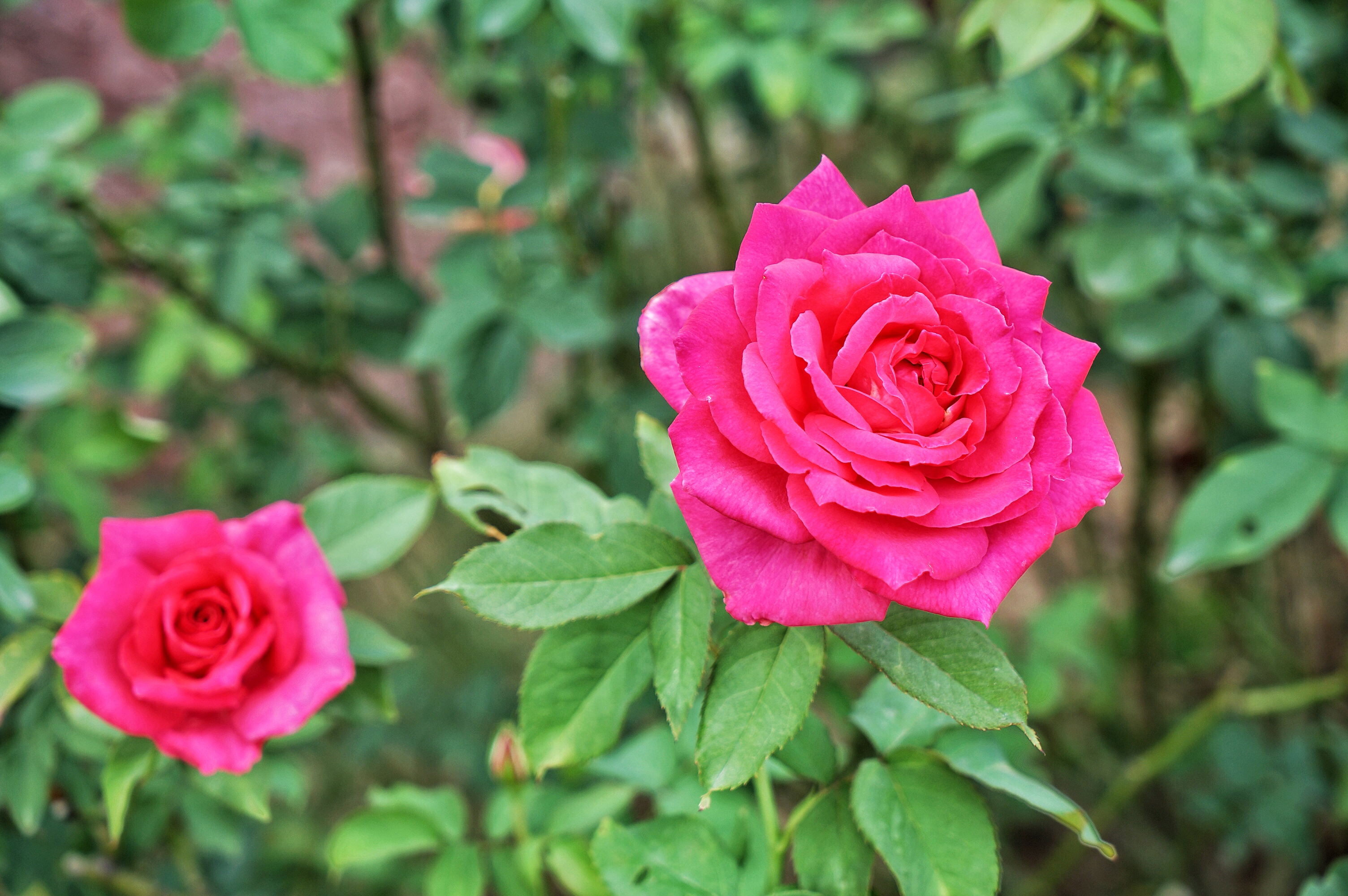 广州粉色浪漫花海,广东秋天粉色花海