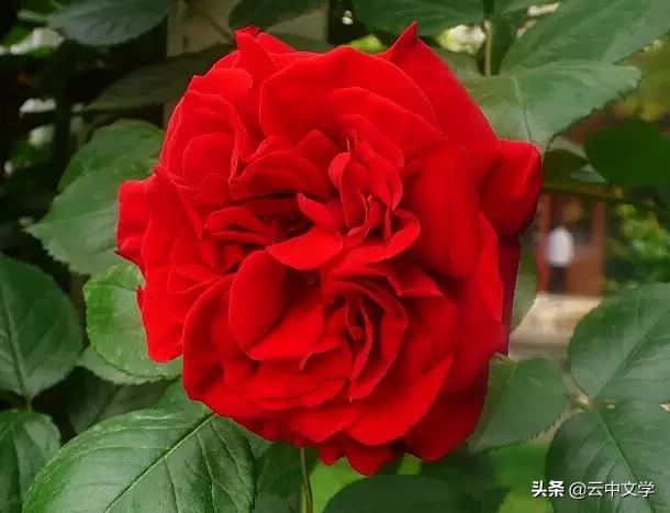 花语大全100种花图片,100种花的花语太全了