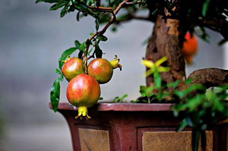 盆景石榴只开花不结果怎么回事,石榴盆景不发芽怎么办