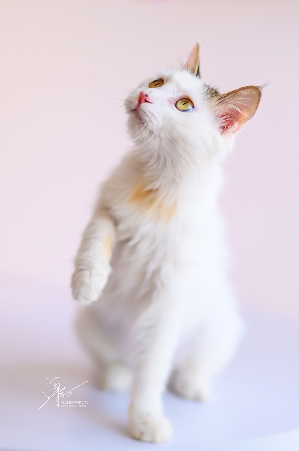 他们的故事与摄影师梁征一起进入尼康Z时代