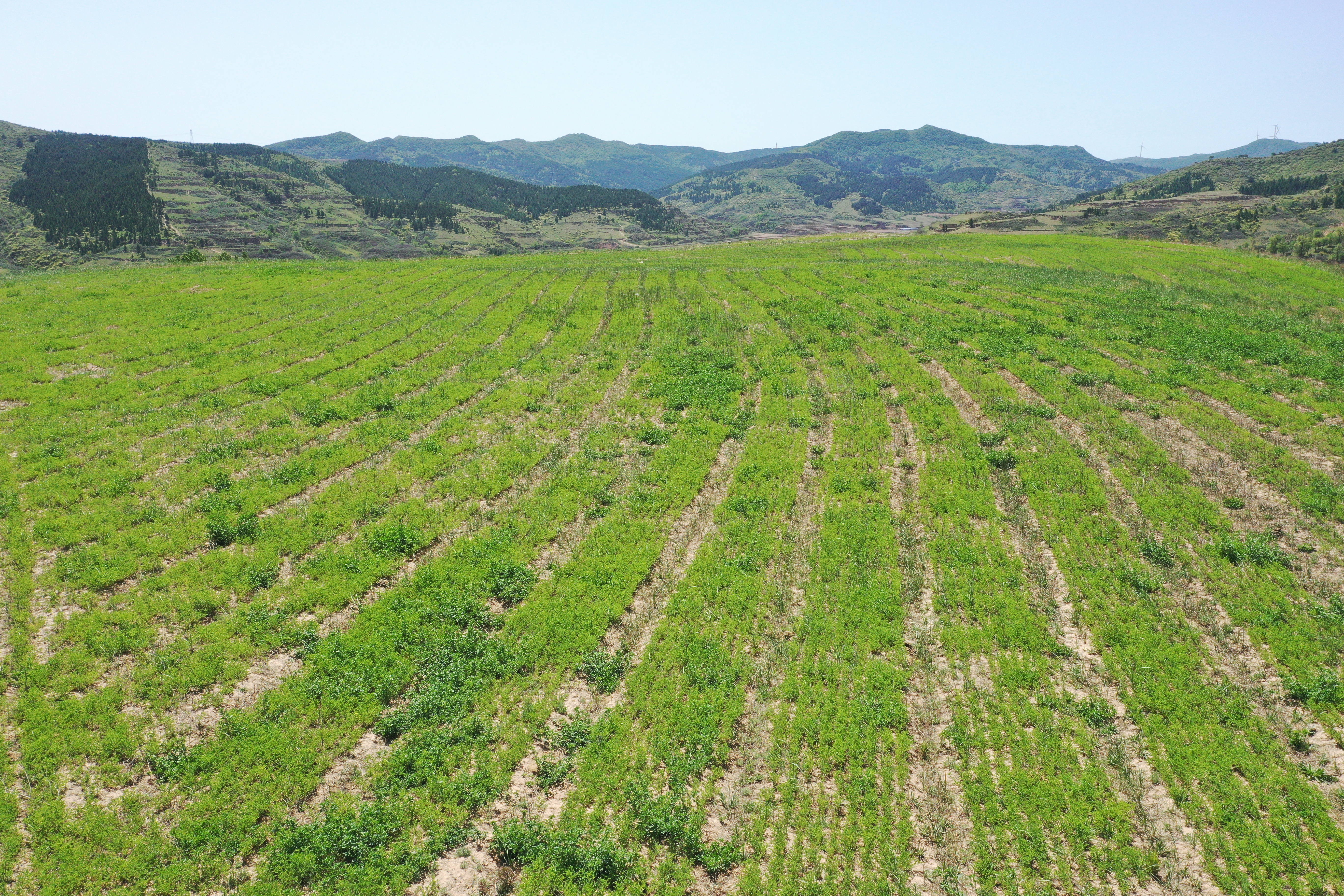 种下致富草，浑身都是宝，离石区多重利好促中药材产业健康发展