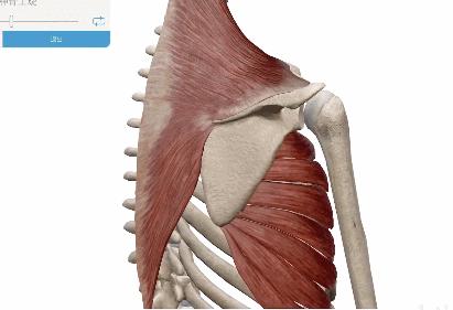 手臂肌肉分布图前锯肌,前锯肌劳损会导致手臂酸痛吗