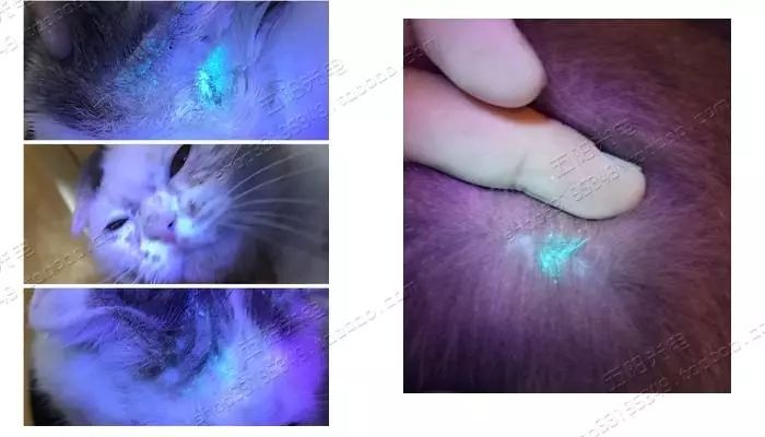 猫咪得了猫癣怎么治最有效,猫咪得了猫癣怎么治疗好得快一些