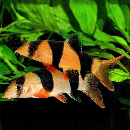 如何判断鼠鱼真死还是假死,鼠鱼为什么会突然死亡